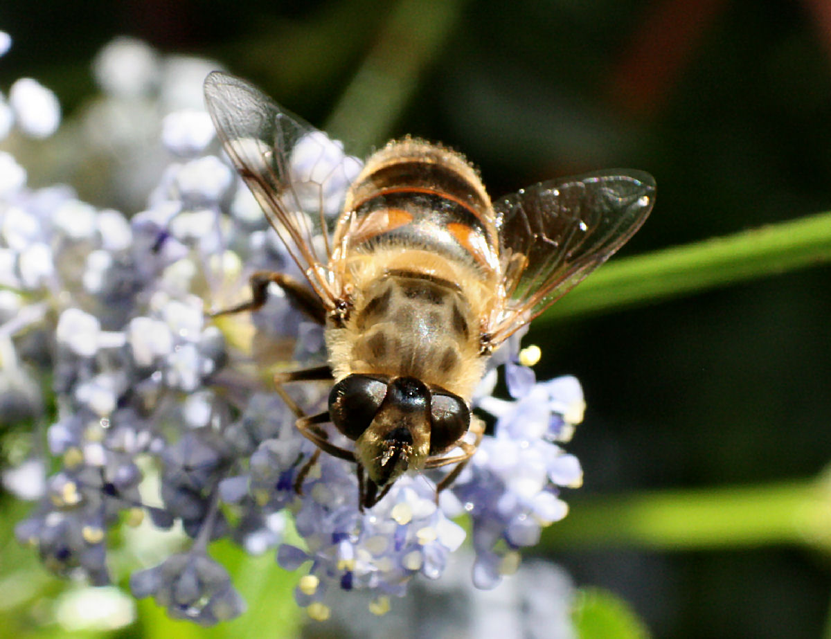 Collettes sp.? No. Femmina di Eristalis tenax